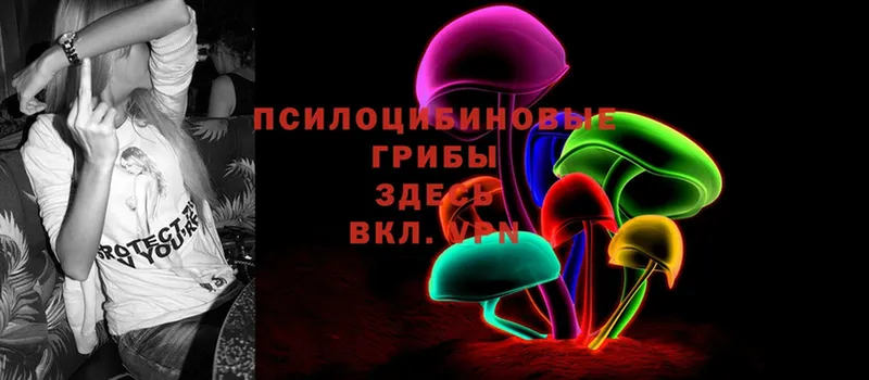 Галлюциногенные грибы Psilocybe  Приморско-Ахтарск 